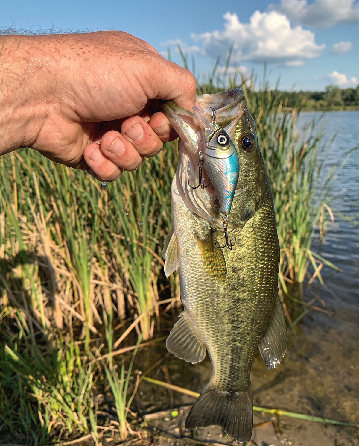 A largemouth bass caught on the Obalus Fish Crusher crankbait