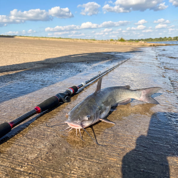 Channel catfish on a wet boat ramp next to a casting rod handle
