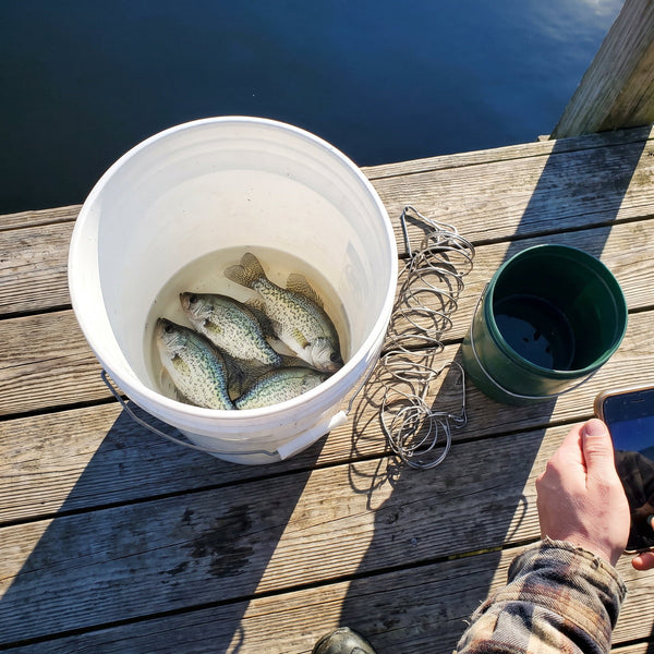 Bucket of crappie on a sunny dock