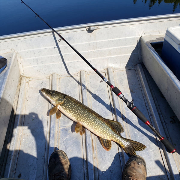 Northern pike on the floor of an aluminum boat next to a casting rod